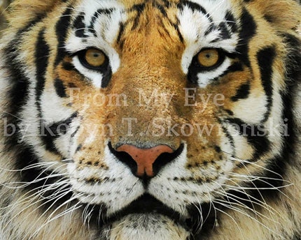 Intense - 4x6 Fine Art Photograph