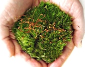 Live Moss / Terrarium Plants / Miniature Garden Plant / DIY Terrarium Kit Supplies