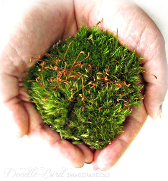 Live Moss / Terrarium Plants / Miniature Garden Plant / DIY Terrarium Kit Supplies