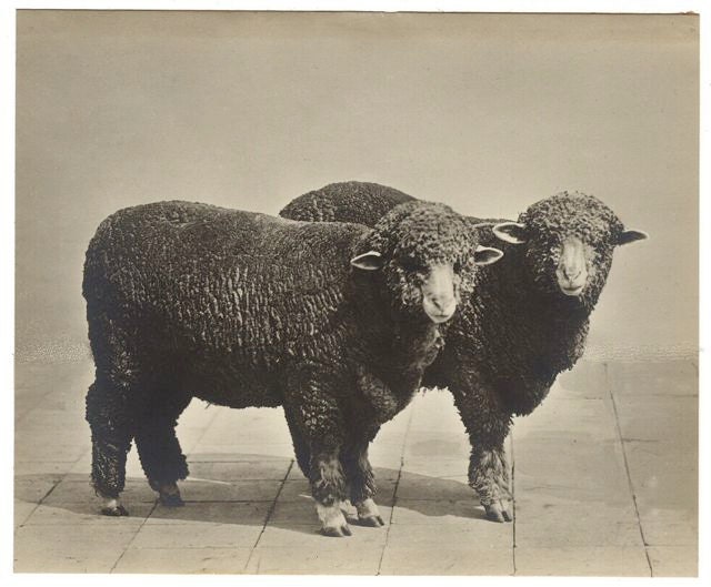 Two Sheep, Vintage photo,Art print