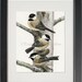Chickadees in Birch Tree - 8"x10" archival watercolor print by Tracy Lizotte