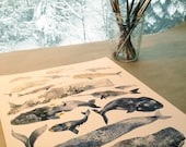 Whale Collection - 11" x 14" Archival Print