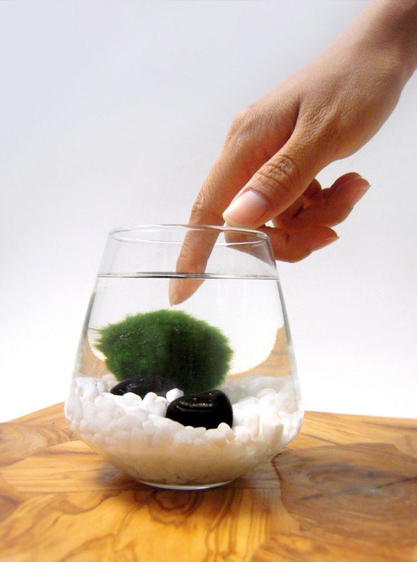 Marimo Pet Aquarium