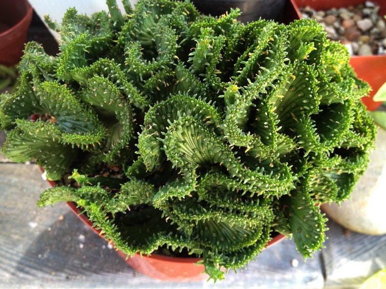 Euphorbia Flanaganii Cristata 'Green Coral', Rare Medusoid