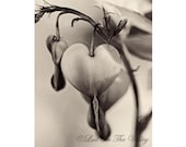 Floral Heart Photo, Nature Photograph, Black and White Photography, Sepia Toned, Bleeding Heart Flower, 11x14 Fine Art Print, Wall Decor