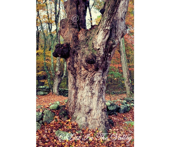 Woodland Fall Photo, Nature Photography, New England, Country, Autumn, Maple Tree, Orange, Brown, Grey, Green, 8x12 Fine Art Photograph
