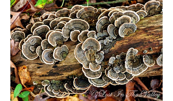 Woodland Photo, Nature Photograph, Rustic Home Decor, Fungi, Mushrooms, Tree, Grey, Brown, Earth Tones, Wall Art, 8x12 Fine Art Photography