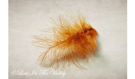 Orange Feather Photo, RI Red Feather, Still Life Photograph, 8x12 Fine Art Photography, Rustic Wall Decor, Fluffy, Whimsy, Wall Art - LostInTheValleyPhoto