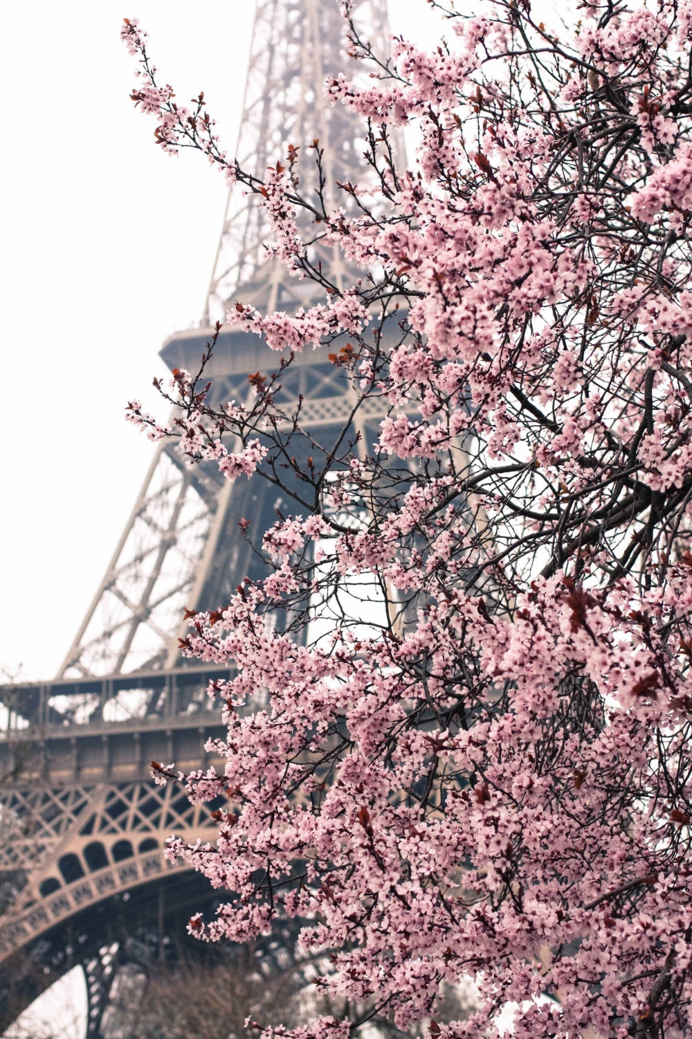 Paris Photography - Paris Je t'aime - Paris in the Springtime - Pink Cherry Blossoms Eiffel Tower - Paris Home Decor - Blush Pink - rebeccaplotnick