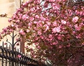 Paris Photography - Paris in the Springtime - Pink Cherry Blossoms at Notre Dame  - 8x10 Fine Art Photograph - Paris Home Decor - Blush Pink