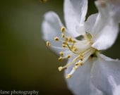 Fine Art Flower Photography Print - Sing A Song - 8 x 10 Metallic paper -  white gray hunter green delicate floral