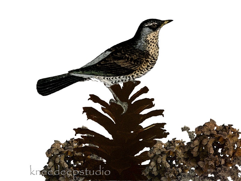 Vintage Bird 8x10 fine art print rustic woodland minimalist photo collage wall decor