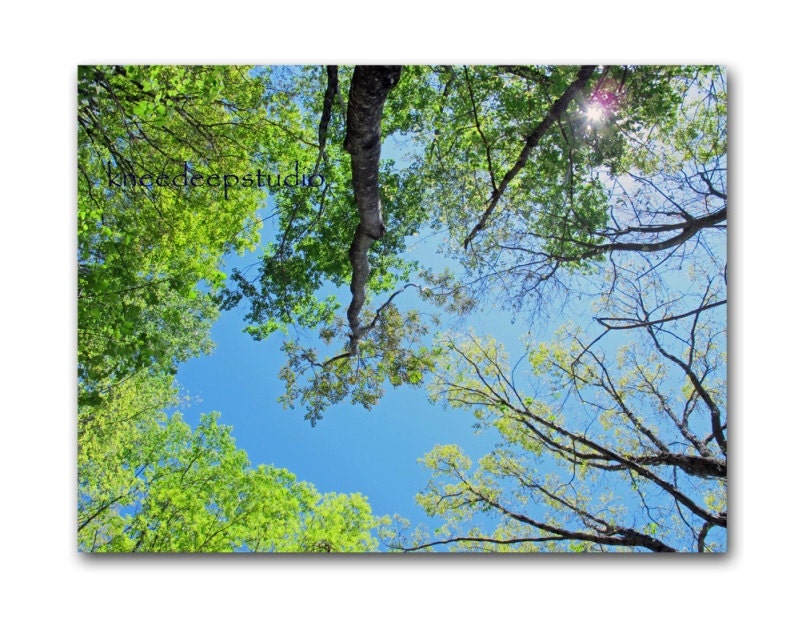 Trees and Sky photograph 8x10 nature blue summer green looking up earthy wall decor