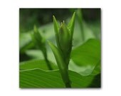 Summer Green botanical photograph 8x8 hosta bloom modern art curves lines garden wall decor