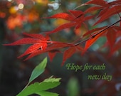 Printable red Japanese maple photographic nature print  8x10, 11x14, 16x20 Hope New day