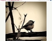 SALE Fine Art Bird Photograph Print - Black Tan Neutral Earth Tones Chocolate Brown Spring Tree Branch - Little Bird - 8x8