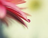 SALE Pink Flower Nature Photograph - nursery macro abstract hot pink fuschia lime green yellow white water drop petal floral 5x5