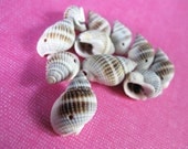 10 Shell Beads, Spiral, Natural, various size