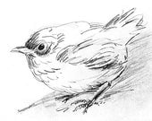 A Wren Bird Pencil Sketch, Sketchbook Pencil Drawing, Woodland Bird, Fine Art Print reproduction, 5 x 7,  with 8 x 10 Mat
