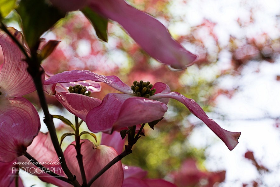 pink dogwood tree photograph flowers water drop petals
