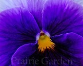 Violet Pansy 8x8 fine art photography