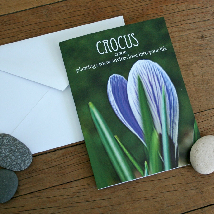 Crocus note card Flower Folklore Myths and more