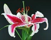 Pink & White Stargazer Lily-Fine Art Photography-Wall Art-Home Decor-8x10
