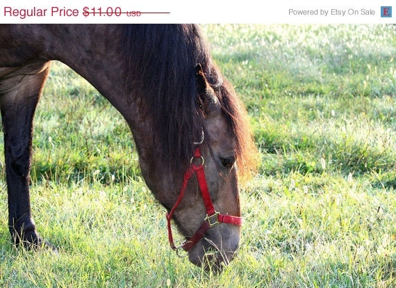 HOT SALE Horse Early Morning on the Farm - Fine Art Photo Limited Edition Print 4x6 by Mei Faith