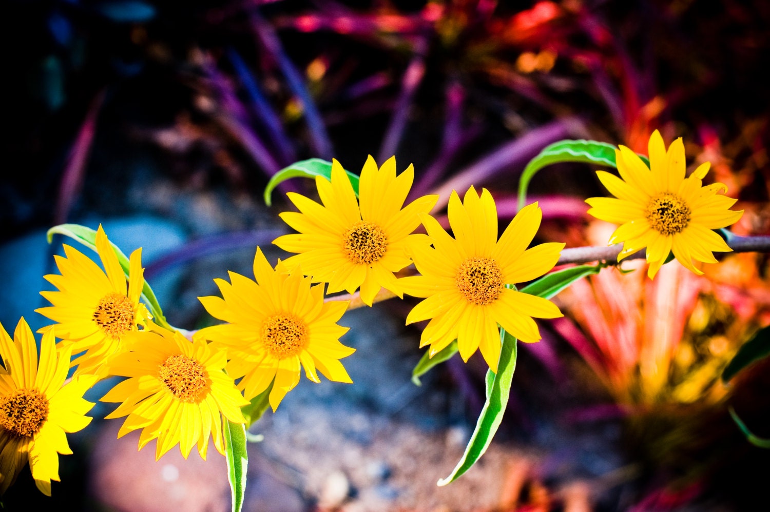 Yellow Flowers - Fine Art Photo on 6x9 Bamboo Panel