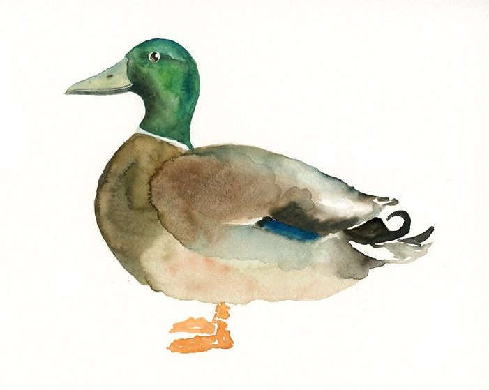 MALLARD DUCK Original watercolor painting 10X8inch