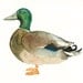 MALLARD DUCK Original watercolor painting 10X8inch