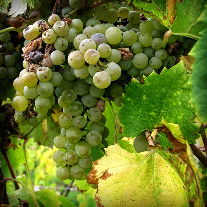 Green Grapes 8 X 8 fine art photography print