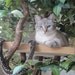 Sycamore Cat Pet Tree House