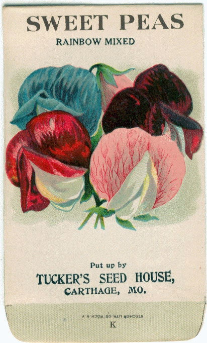 Vintage Flower Seed Packet Tuckers Seed House Lithograph SWEET PEAS(Carthage, Missouri)