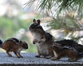 Needle Felted  Wool Animals- Chipmunk mother and two Youngs Soft sculpture-Collectible artist animals -needle felt by Daria Lvovsky