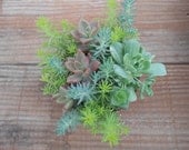 Succulent Garden In A 4 Inch Pot, Great For Mother's Day, Instant Centerpiece