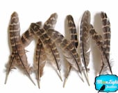 Wing Feathers, 1 Pack - NATURAL Ringneck Pheasant Wing Round Quills Feather : 2139