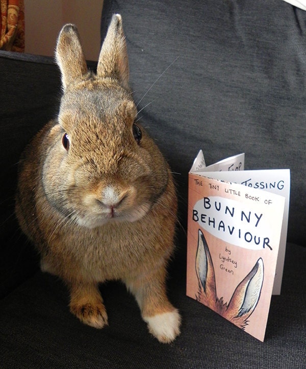 Bunny Behaviour Mini Zine - Rabbit Illustration