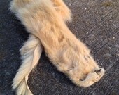 Vintage Ferret/Fitch Wallhanger Pelt