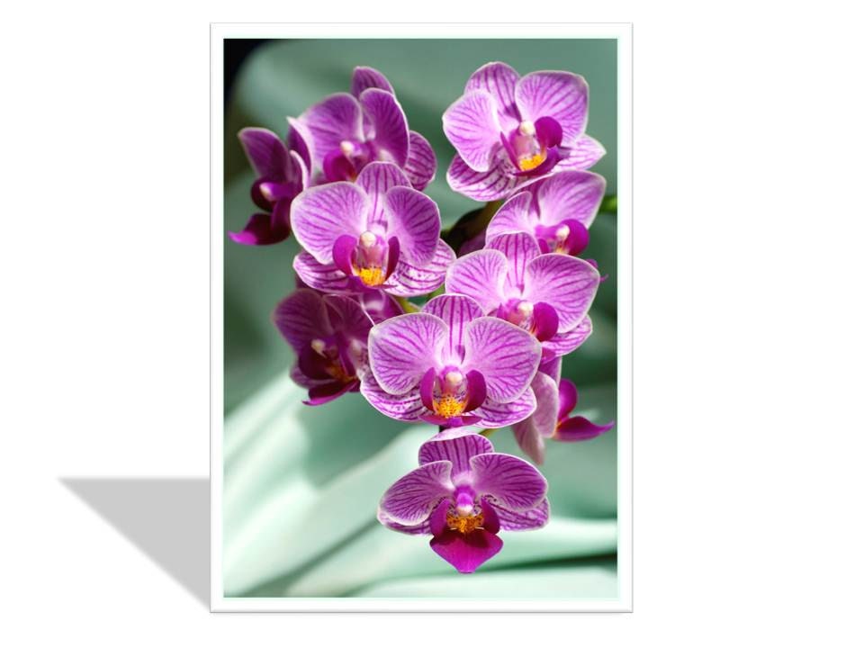 Magenta Orchids photo greeting card - flower greeting card - orchid card - 5 x 7 with matching envelope , free shipping
