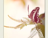 Butterfly Photography - spring decor, nature photography - The Light - Girls room decor, color photography, home decor, etsy wall art