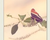 Nature Print - Color Photography, Butterfly Wall Decor - Wisp - Nature photography, earth tones, etsy wall art, girls room decor
