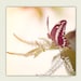 Butterfly Photography - spring decor, nature photography - The Light - Girls room decor, color photography, home decor, etsy wall art