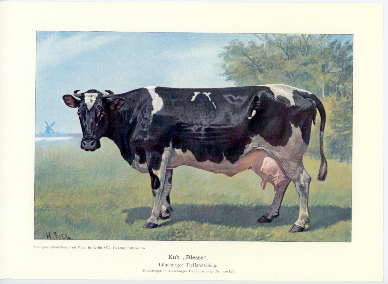 1925 cattle original vintage animal print - black cow