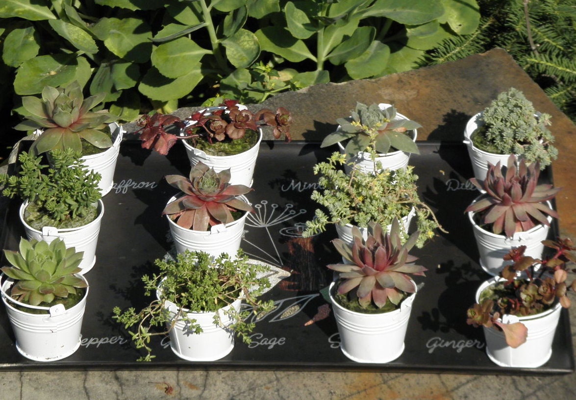 100 Succulent plant and white pail for Wedding, Shower or Garden Party