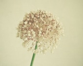 Sphere - Flower photography, Allium, nature photograph, neutral colors, beige, natural decor 8x8 Print