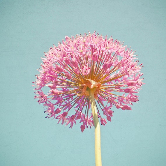 Pink Allium - Flower photography, nature, spring decor, hot pink, pastel blue, summer flowers, gift for her 8x8 Print