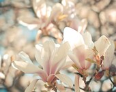 Under the Magnolia Tree - Magnolia photography, spring, flowers, spring blossom, bokeh, pink and cream, feminine, bedroom art 8x8 Print