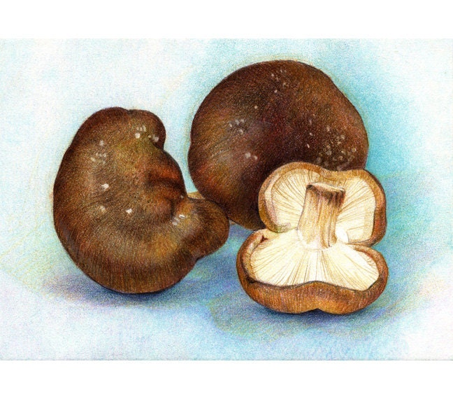 Shiitake Mushrooms - ORIGINAL Colored Pencil Drawing - Realistic Food Art - Food Illustration