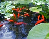 Fish Photo Red Orange Goldfish Swimming Among Green Lily Pads Water Garden Aquatic Art Nature Photography 8" x 10" Photo Print